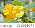 ウンカリナの花 131054079