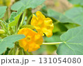 ウンカリナの花 131054080