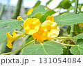 ウンカリナの花 131054084