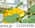 ウンカリナの花 131054086