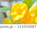 ウンカリナの花 131054087