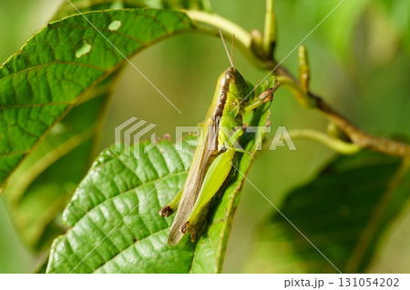 ハネナガイナゴ ハネナガイナゴ 131054202