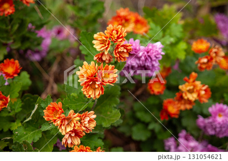 カラフルなジニアの花 カラフルなジニアの花 131054621