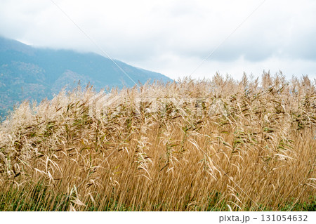 山の中にあるススキ 131054632