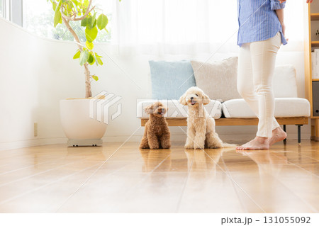リビングで飼い主さんとくつろぐトイプードルとビションプー 131055092