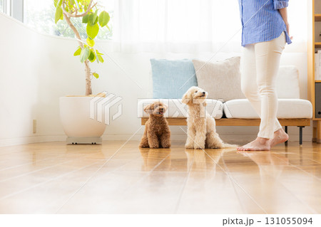 リビングで飼い主さんとくつろぐトイプードルとビションプー リビングで飼い主さんとくつろぐトイプードルとビションプー 131055094