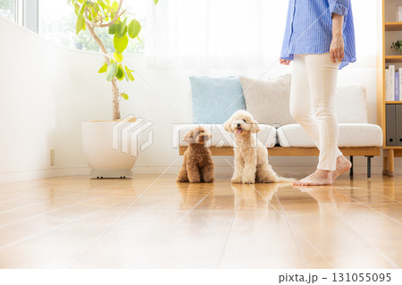 リビングで飼い主さんとくつろぐトイプードルとビションプー 131055095