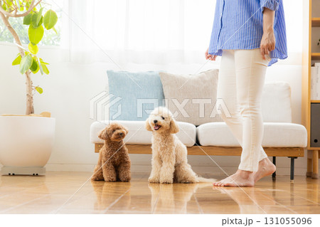リビングで飼い主さんとくつろぐトイプードルとビションプー 131055096