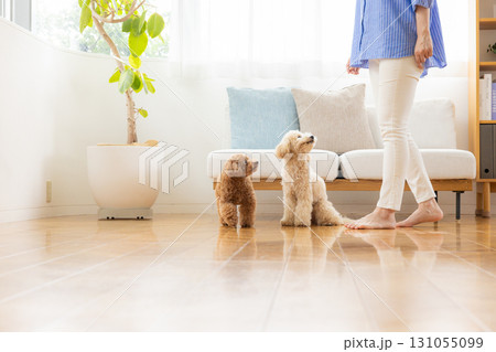 リビングで飼い主さんとくつろぐトイプードルとビションプー 131055099