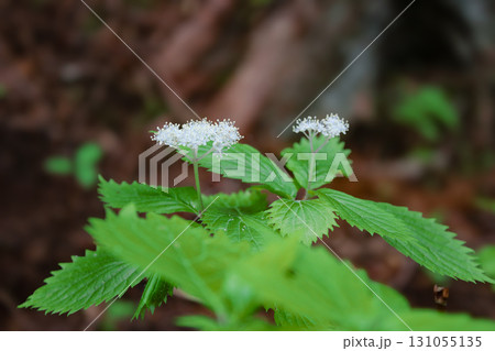 コアジサイ(櫛形山_山梨県) コアジサイ(櫛形山_山梨県) 131055135