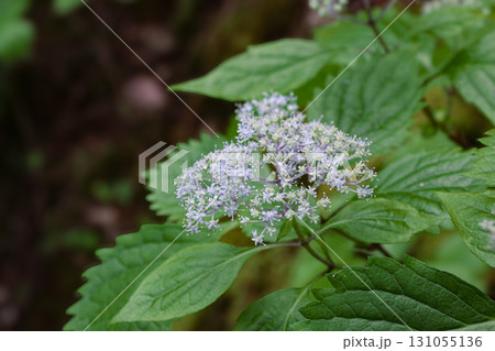 コアジサイ(櫛形山_山梨県) コアジサイ(櫛形山_山梨県) 131055136