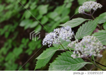 コアジサイ（櫛形山_山梨県） 131055137