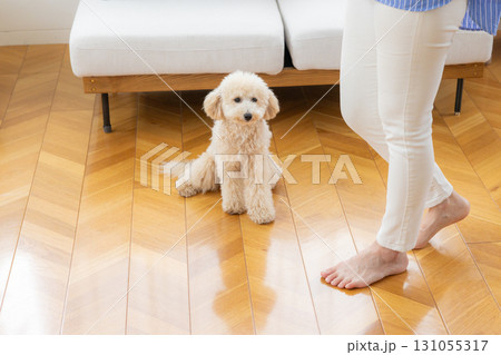 フローリングの上でお座りしているビションプー 131055317