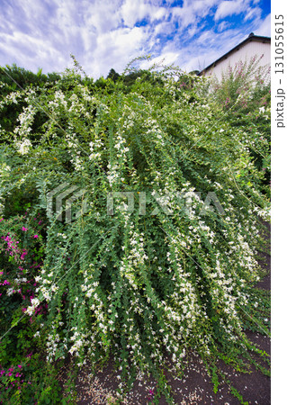 萩の季節の瑞源寺 131055615