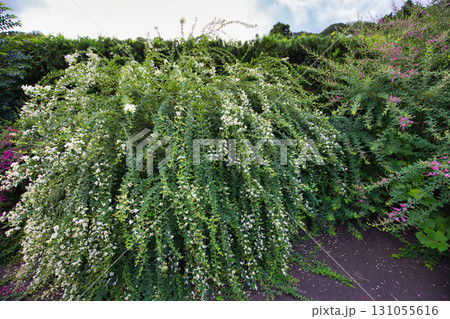 萩の季節の瑞源寺 萩の季節の瑞源寺 131055616
