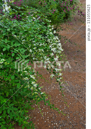 萩の季節の瑞源寺 萩の季節の瑞源寺 131055625