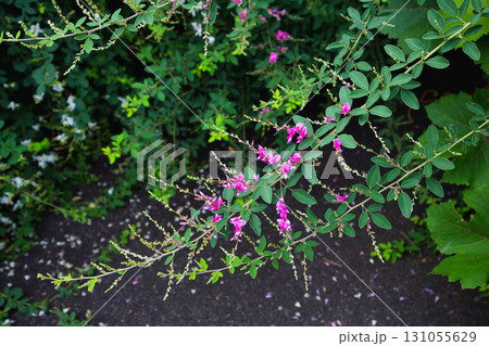 萩の季節の瑞源寺 萩の季節の瑞源寺 131055629