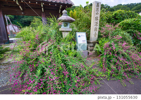 萩の季節の瑞源寺 萩の季節の瑞源寺 131055630