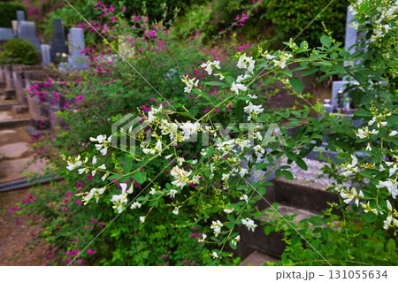 萩の季節の瑞源寺 萩の季節の瑞源寺 131055634