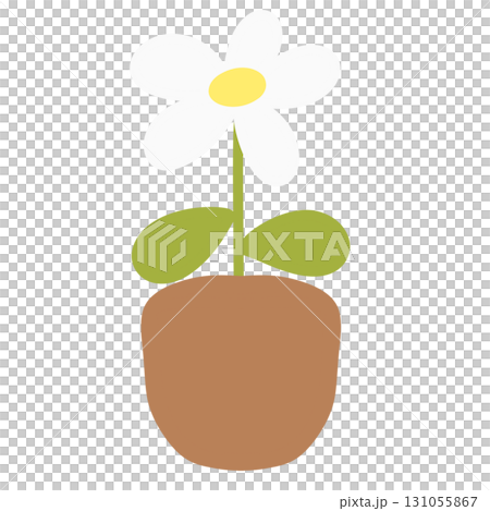 White daisy in a pot 131055867