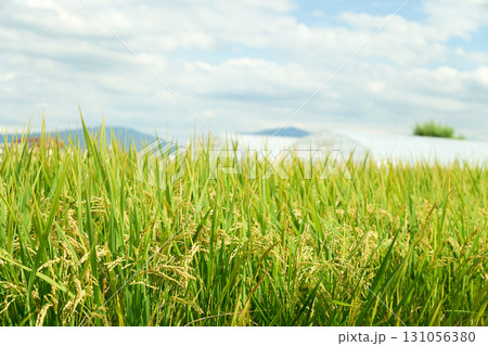 黄金色に実る稲穂と白い雲の浮かぶ空のコントラスト。色付き始めた秋分の頃の田んぼの風景 131056380