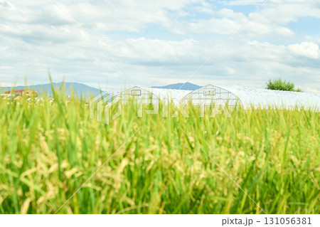 黄金色に実る稲穂と白い雲の浮かぶ空のコントラスト。色付き始めた秋分の頃の田んぼの風景 131056381