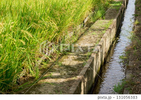 黄金色に実る稲穂と用水路の水の流れ。色付き始めた秋分の頃の田んぼの風景 黄金色に実る稲穂と用水路の水の流れ。色付き始めた秋分の頃の田んぼの風景 131056383
