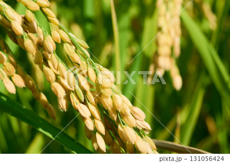 黄金色に実る稲穂のクローズアップ。色付き始めた秋分の頃の田んぼの風景 131056424