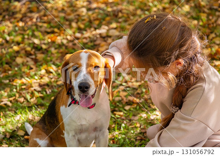 Young girl petting beagle dog with red collar in outdoor park on sunny autumn day. Young girl petting beagle dog with red collar in outdoor park on sunny autumn day. 131056792