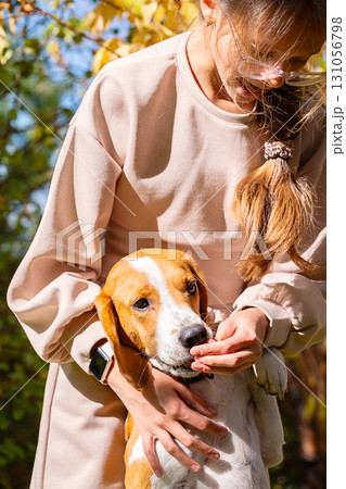 Young girl feeding adorable beagle dog outdoors on sunny day. Young girl feeding adorable beagle dog outdoors on sunny day. 131056798