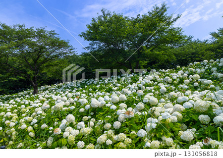 埼玉県幸手市内国府間　紫陽花の名所県営権現堂公園　白いあじさいアナベルの斜面 131056818