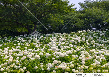 埼玉県幸手市内国府間　紫陽花の名所県営権現堂公園　白いあじさいアナベルの斜面 131056820