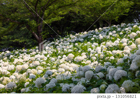 埼玉県幸手市内国府間 紫陽花の名所県営権現堂公園 白いあじさいアナベルの斜面 埼玉県幸手市内国府間 紫陽花の名所県営権現堂公園 白いあじさいアナベルの斜面 131056821