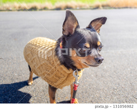 散歩する犬 131056982