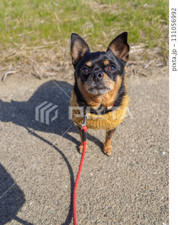 散歩する犬 散歩する犬 131056992