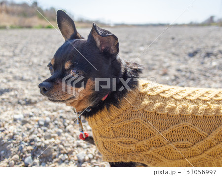 散歩する犬 散歩する犬 131056997