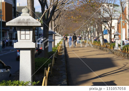 鶴岡八幡宮の若宮大路の段葛 131057058