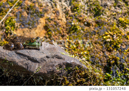水辺のウシガエル 水辺のウシガエル 131057248