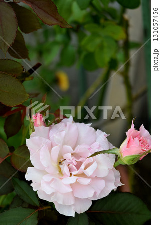 バラ 131057456