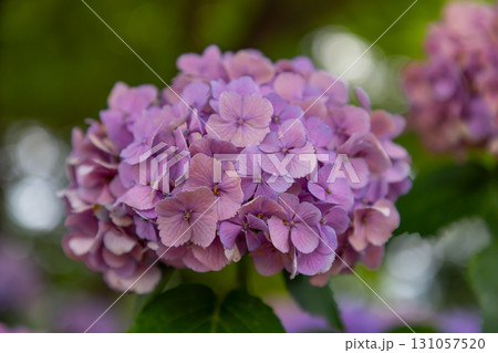 埼玉県幸手市内国府間　紫陽花の名所県営権現堂公園　園内に咲くアジサイのクローズアップ 131057520
