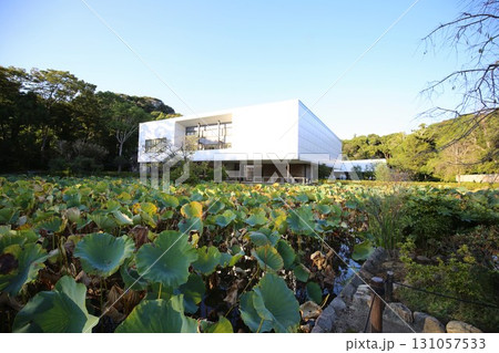 鎌倉の鶴岡八幡宮の源平池と鎌倉文華館 鶴岡ミュージアム 131057533