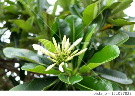 Bunch of frangipani flowers on branch. Bunch of frangipani flowers on branch. 131057822