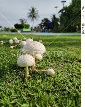 Green spored parasol group on grass. Green spored parasol group on grass. 131057825