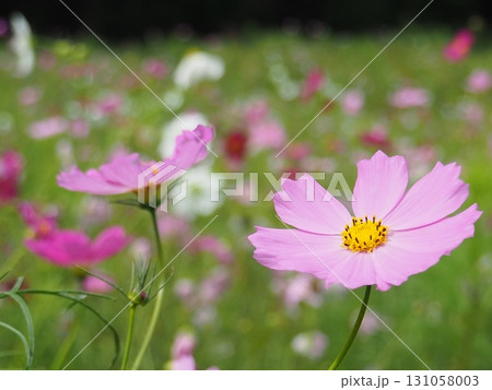 コスモス畑に咲く一輪のピンクのコスモス 131058003
