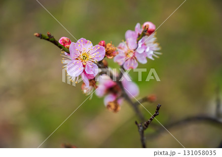 寒い日にピンク色の咲く梅の花 131058035