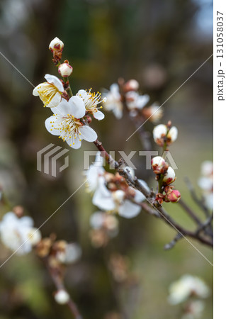 日差しを浴びる白い梅の花 131058037