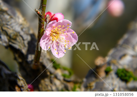 朝陽を浴びる梅の花 131058056