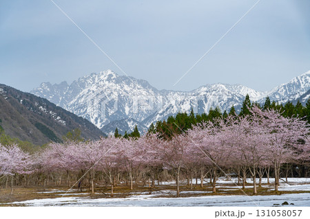 剣岳と残雪の残る伊折の恩川桜 131058057