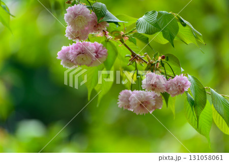 見頃を迎えた剣折戸菊桜 131058061