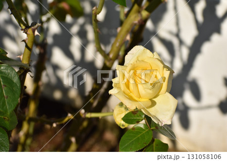 白壁に影を映す秋の黄色いバラ 131058106